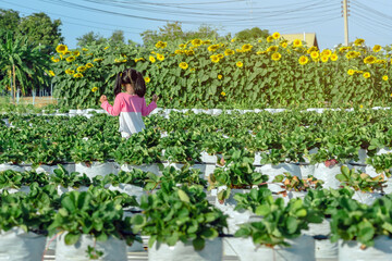 Happiness young girl having fun and cheerful in the organic strawberry farm on warm sunny day. New generation with agriculture. Kid on strawberry plantation field. Outdoor summer fun in countryside.
