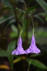 Naklejka na ściany i meble purple flowers on its stem