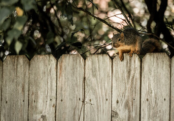 Naklejka na ściany i meble squirrel on a fence