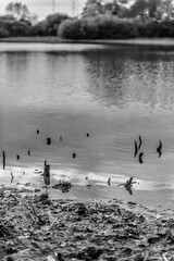 Fototapeta premium Petits végétaux hors de la surface de l'étang