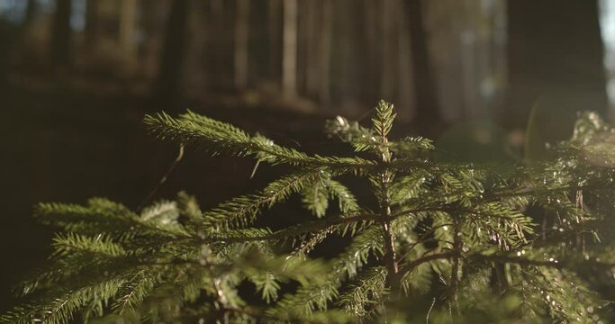 Close up panning shot of needle of fir trees lighting in sunlight at forest