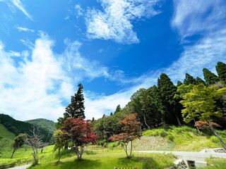 早秋の山の木々と青空