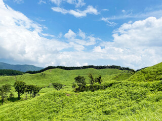 Fototapeta na wymiar 山の山頂に広がる高原の草木と青空