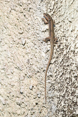 Erhard’s Wall Lizard  male // Ägäische Mauereidechse Männchen (Podarcis erhardii riveti) - Meteora, Greece