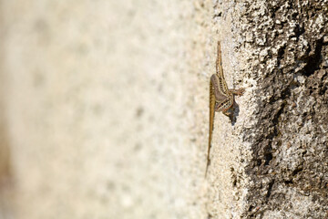 Erhard’s Wall Lizard // Ägäische Mauereidechse (Podarcis erhardii riveti) - Meteora, Greece