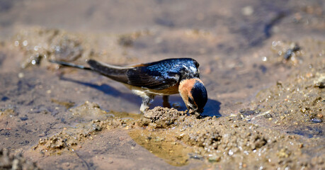 Rötelschwalbe (Cecropis daurica) sammelt Nistmaterial an einer Schlammpfütze