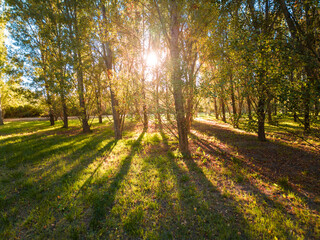 Obraz premium Autumn photography of the sun's rays filtering through a poplar forest at sunset in Juslibol, Zaragoza. Aragon. Spain.