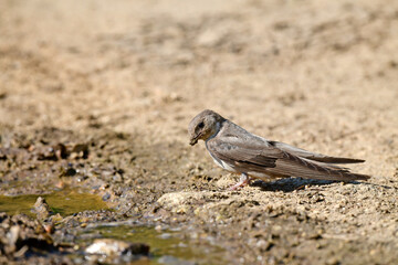 Crag martin // Felsenschwalbe (Ptyonoprogne rupestris)