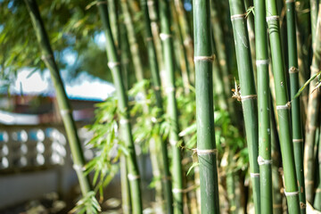 Obraz premium in close up view on the group of proximity to a bamboo trees in a sunny outdoor area