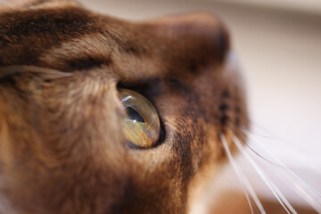Brown cat head with green eyes macro side view