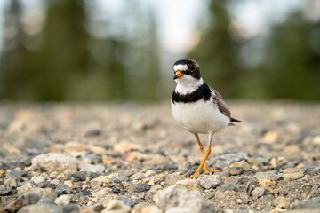 semi palmated plover