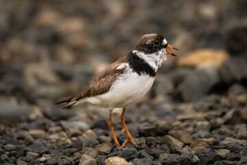 semi palmated plover