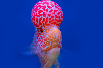 Color fish on the blue background, wallpaper