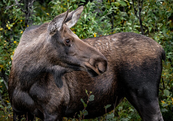 Fototapeta premium moose in the woods