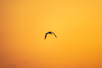 Water bird pied avocet, lat. Recurvirostra avosetta, flies over the lake in orange sunset light....