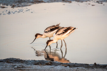 Two Water birds pied avocet, Recurvirostra avosetta, standing in the water in pink sunset light....