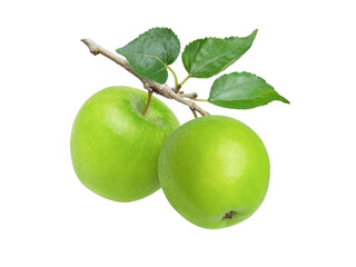 Two green granny smith apples hang on branch with green leaves isolated on white background.