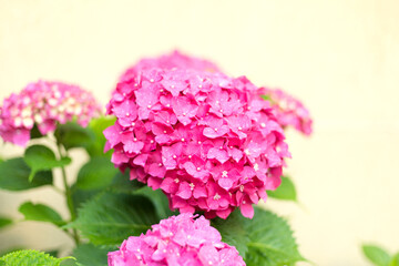 Close Up Bright Pink Hortensia Fresh Flowers on Light Yellow Blur Background.