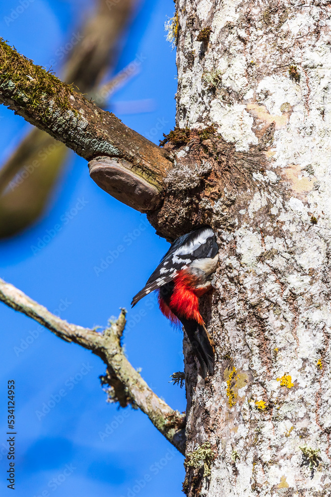 Poster Woodpecker on its way into the nest