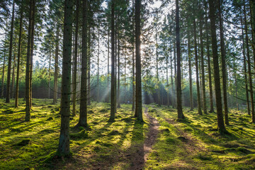 Dirt road in a sunny spruce forest with sun rays