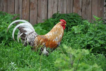 colorful rooster on background green grass