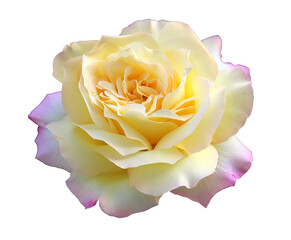 White rose isolate on white background close-up