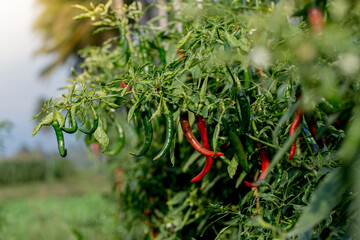 red chilies that grow in Asian plantations