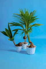 young coconut tree seeds in pots
