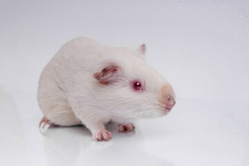 Cute guinea pig white rat
