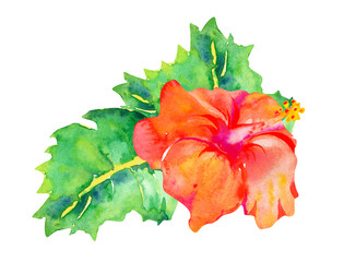Colorful Hawaiian hibiscus flower with leaves illustration isolated on white