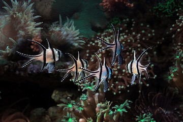 Naklejka na ściany i meble Beautiful color marine fish, beautiful fish on the seabed and coral reefs