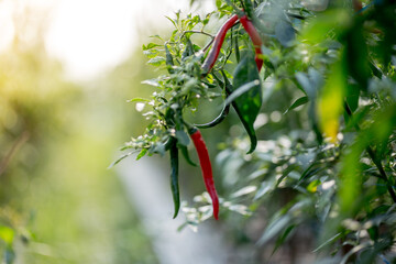red chilies that grow in Asian plantations