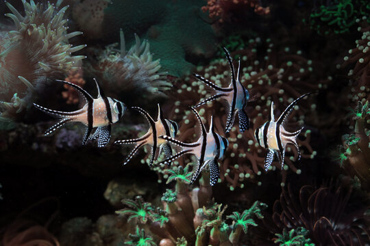 Beautiful color marine fish, beautiful fish on the seabed and coral reefs