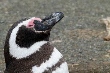 a patagonian penguin looking at the camera, head frame with space for text, scientific name Spheniscus magellanicus, also known as Magellanic penguin, family Spheniscidae, species S. magellanicus