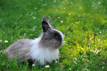 Portrait rabbit in the meadow with green grass. Close up photo of fluffy gray and white angora...