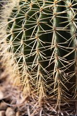 Naklejka na ściany i meble cactus plant with thorns as a background
