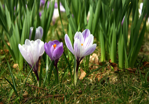 Crocuses (saffron) and daffodil shoots.