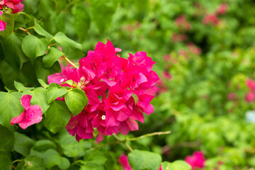 Blooming bougainvillea background. Vivid pink flowers.