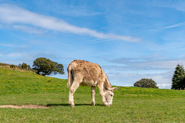spanish donkey grazing at the green meadow