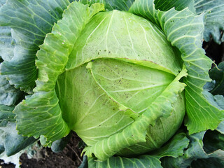 Loss of cabbage crop, plants damaged by caterpillars