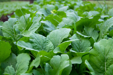 Small spinach plants that have just been planted in the plantation