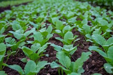 Small spinach plants that have just been planted in the plantation