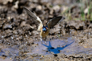 Red-rumped Swallow // Rötelschwalbe  (Cecropis daurica) - Meteora, Greece