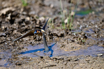 Red-rumped Swallow // Rötelschwalbe  (Cecropis daurica)