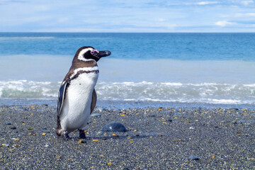 Patagonian penguin standing on the coast with a detailed view of the full body and the sea in the...