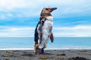 Patagonian penguin resting and closing its eyes on the coast,in poor condition or shedding its...