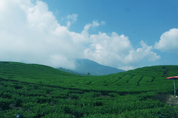 tea garden under the cloud