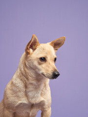 portrait of a beautiful dog with bouquets of flowers on lilac background. Mix of breeds. Sweet Pet in the studio