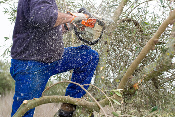 Lumberjack cutting firewood with a chainsaw while wearing gloves in a forest in Spain