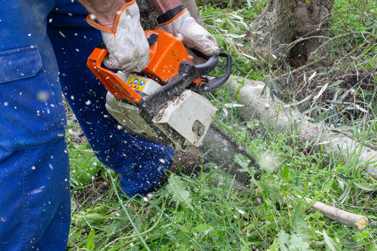 Lumberjack cutting firewood with a chainsaw while wearing gloves in a forest in Spain